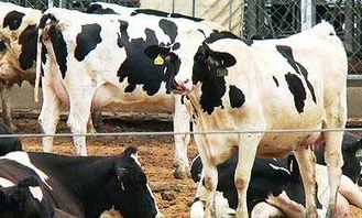 奶牛干奶期饲养四要点 惠农学堂 中国惠农网
