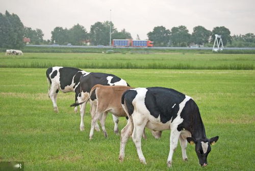 夏季炎热气温,饲养奶牛注意事项