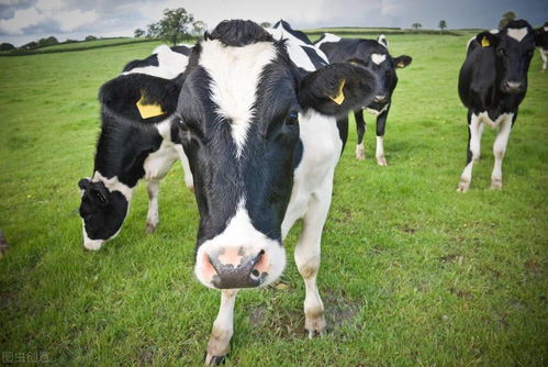 春季养奶牛 抓紧防治常见病