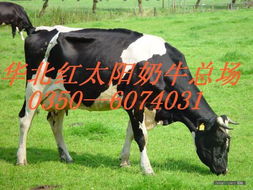 红太阳奶牛 企业相册 华北地区红太阳奶牛养殖繁育总场
