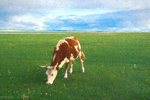 奶牛健康养殖,五个关键要点