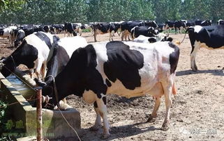 奶牛盛夏高温保持高产的饲喂养殖方法