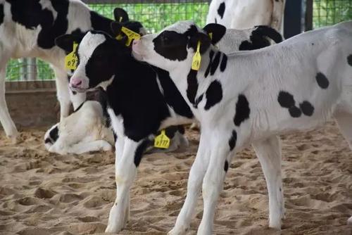 国内奶牛福利实操手册问世 蒙牛助推奶业高质量可持续发展