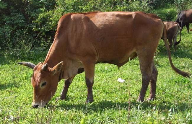 现面向全国常年供应西门塔尔牛,夏洛莱牛,利木赞牛,鲁西黄牛,高产奶牛