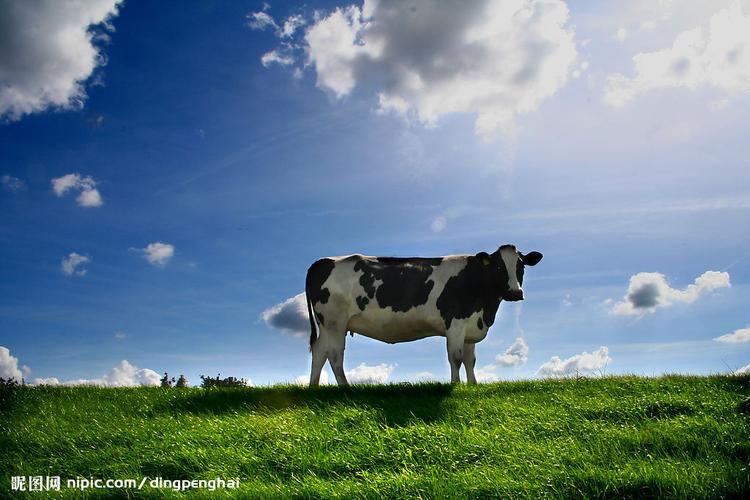 供求失衡 奶牛养殖企业面临行业性危机