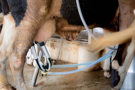 学生奶奶牛养殖过程中挤奶的新鲜奶业概念照片