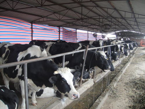 中国多地出现奶农倒奶杀牛事件