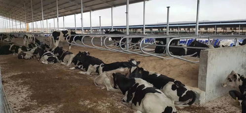 每年奶牛新增5000头,峡口镇奶产业步入提速快车道