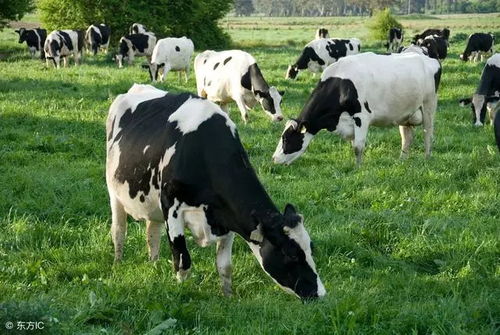 秋季奶牛饲养方法