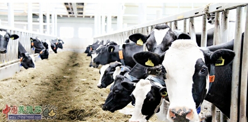 中国奶牛业大会汇聚科学饲养管理与技术,助推产业健康发展